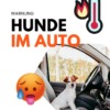Hunde in der Sommerhitze