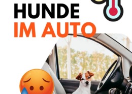 Hunde in der Sommerhitze