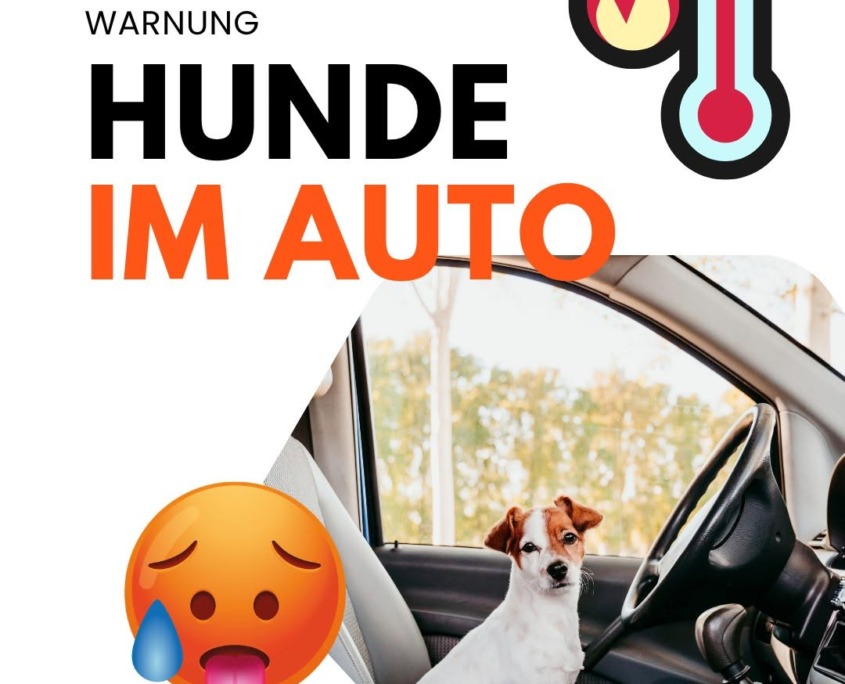 Hunde in der Sommerhitze