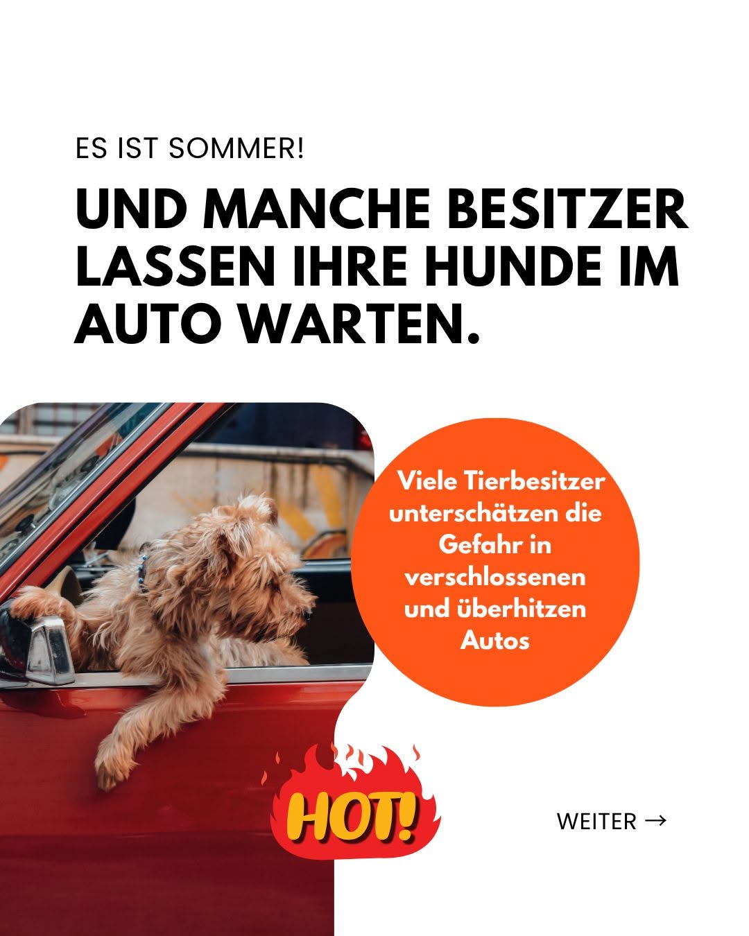 Haustier_Auto_2