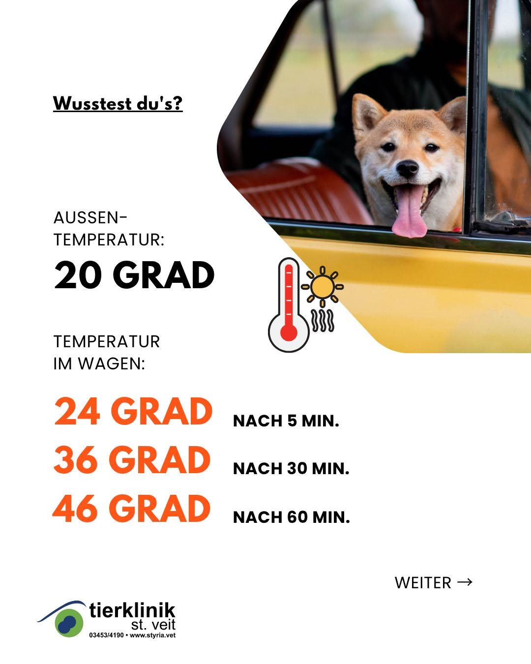 Haustier_Auto_3