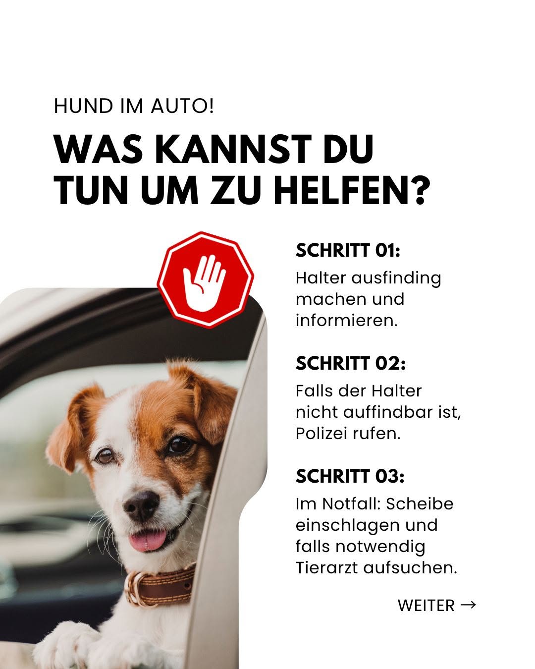Haustier_Auto_4