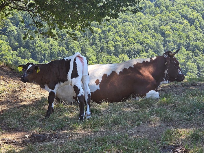 Tierklinik St. Veit Wanderung Altenbachklamm Rinder Tierklinik St. Veit Wanderung Altenbachklamm Rinder