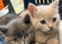 Kittes in der Tierklinik St. Veit