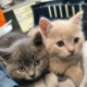 Kittes in der Tierklinik St. Veit
