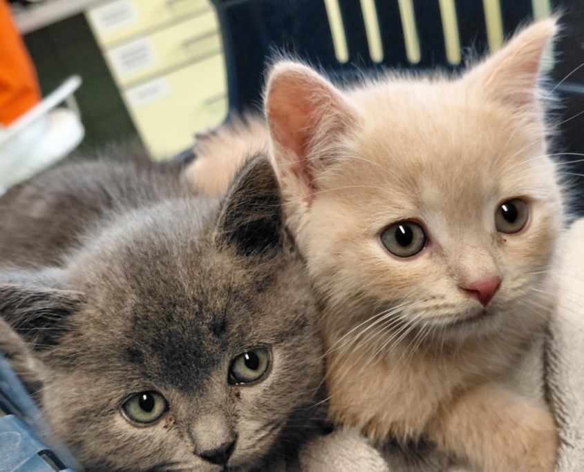 Kittes in der Tierklinik St. Veit