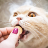 Medikamentengabe bei Hund und Katze – Tipps der Tierklinik St. Veit