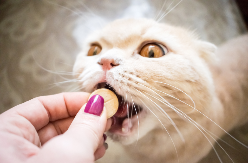 Medikamentengabe bei Hund und Katze – Tipps der Tierklinik St. Veit